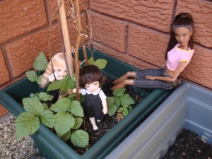 baby raspberry plantlings