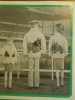 horse_knits.jpg